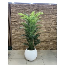 Areca Palm