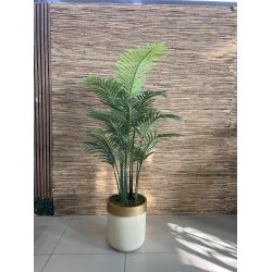 Areca Palm