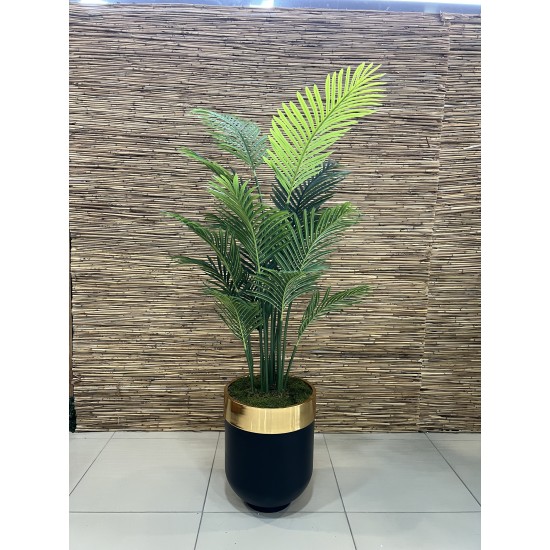 Areca Palm