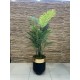 Areca Palm