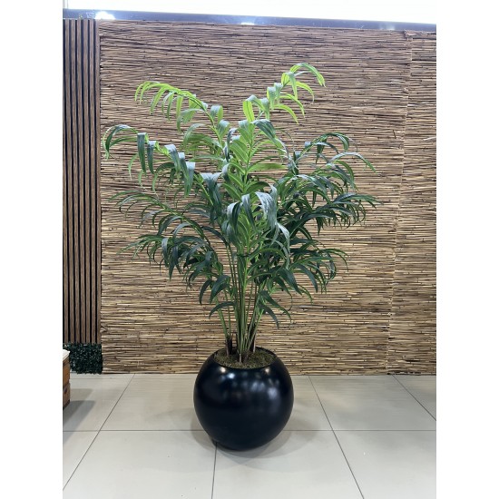 Kentia Palm