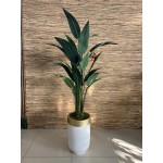 Flowering Strelitzia