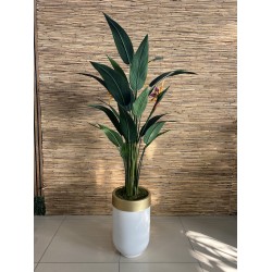 Flowering Strelitzia