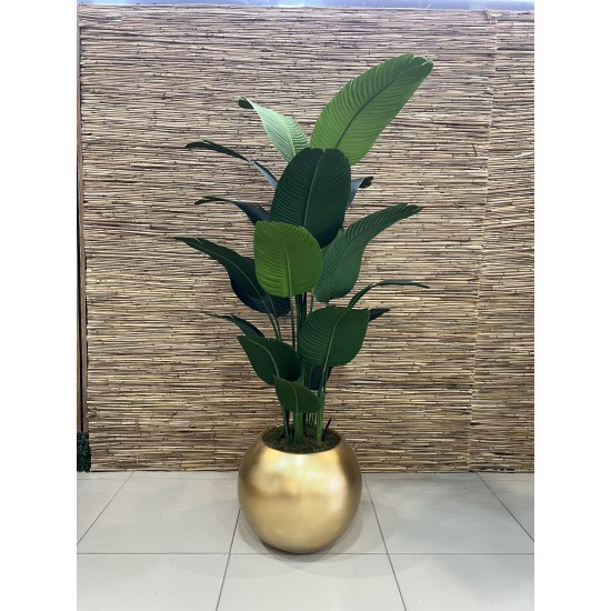 Royal Strelitzia