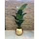 Royal Strelitzia