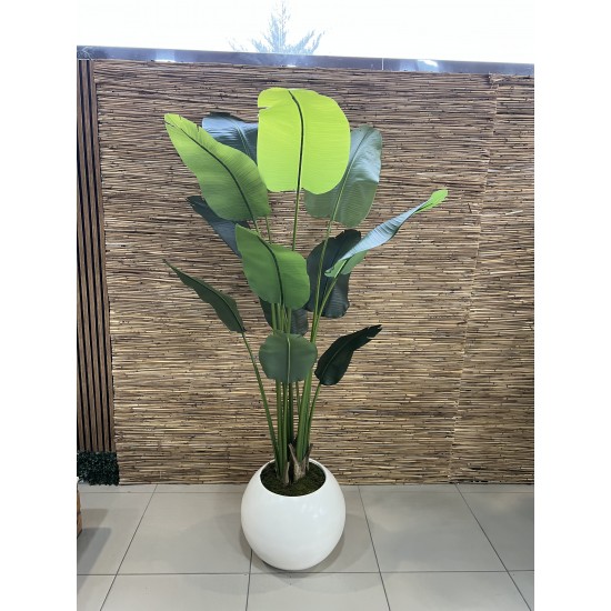 Royal Strelitzia