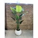 Royal Strelitzia