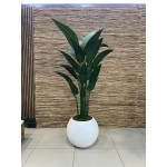 Narrow-leaf Strelitzia