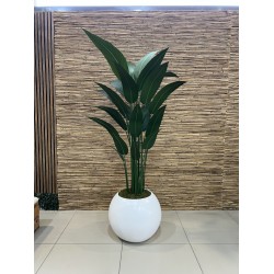 Narrow-leaf Strelitzia