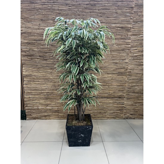 Natural Trunk Tree