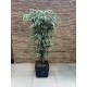 Natural Trunk Tree