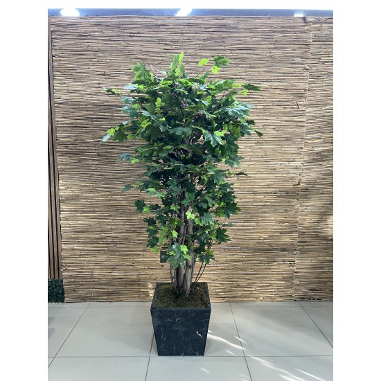 Natural Trunk Tree