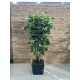 Natural Trunk Tree