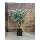 Natural Trunk Tree