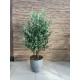 Natural Trunk Tree