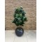 Potted Artificial Tree