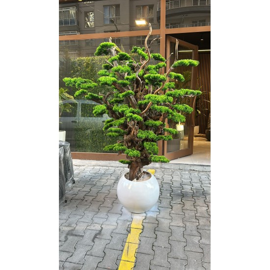 Bonsai