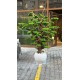 Bonsai