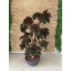 Bonsai