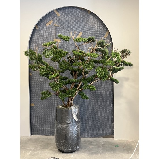 Bonsai