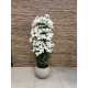 Flowering Trees