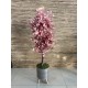 Flowering Trees